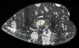 Heart Shaped Fossil Goniatite Dish #61283-1